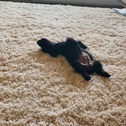 Scottish Terrier All Grown Up from Atta Scottie