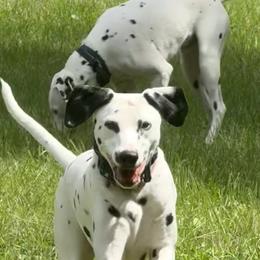 Dalmatians from Love My Spotty Dalmatians