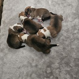 Pembroke Welsh Corgi and Saint Bernard Puppies from Middle Georgia Saints and Corgis