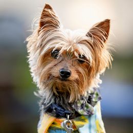 Tyrion - Yorkshire Terrier