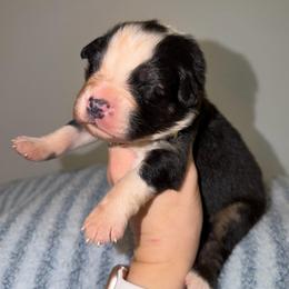 Baked Alaska - Black tri-color male Australian Shepherd puppy in Anniston, Alabama from All Hale Aussies