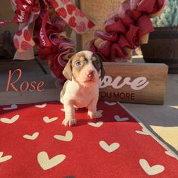 Rose - Piebald female Dachshund puppy in Chandler, Arizona from KCK9 Dachshunds