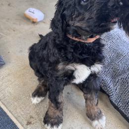Goldendoodle Puppies from H&H Goldendoodles of Braselton