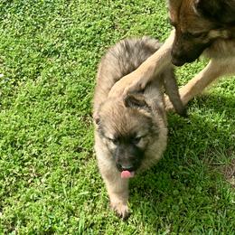 German Shepherd and Miniature American Shepherd Puppies from Bouchard’s Best Shepherds