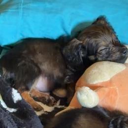 Pink - Brindle female Dachshund puppy in Mountain Home, Arkansas from Southern Charm Kennels