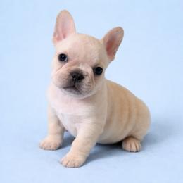 Mr Blue - Cream male French Bulldog puppy in Clinton, Tennessee from Summer Rose