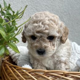 Shihpoos from Zoeys puppies