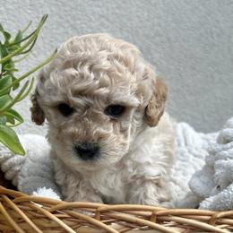 Shihpoos from Zoeys puppies
