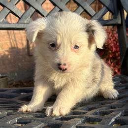 Phoenix - Blue merle female Border Collie puppy in Mckinney, Texas from Border Collies of Ruidoso