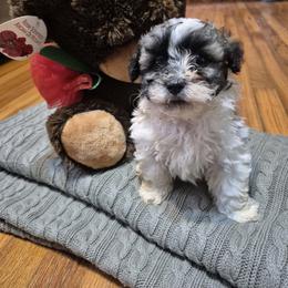 Hercules - Black white and silver male Shihpoo puppy in Pacolet, South Carolina from Kelli's Pups