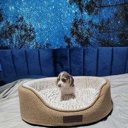 Blue Girl - Blue tan and white female Beagle puppy in New River, Arizona from Desert Mountain Dobermans