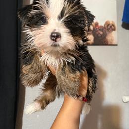 Penelope - Parti female Yorkshire Terrier puppy in Compton, California from Suzane's Yorkshire Terriers
