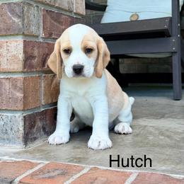 Hutch - Lemon and white male Beagle puppy in Mansfield, Missouri from Rippee Creek Kennel