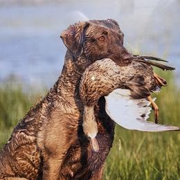Saylor - Chesapeake Bay Retriever