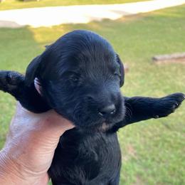 Georgia - Black female Schnoodle puppy in Temple, Texas from Schnauzers Of Taylor