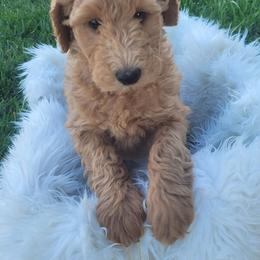 Goldendoodle Puppies from Lincoln Goldendoodles