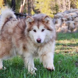Girl 1 - Alaskan Malamute puppy in Spokane, Washington from Asgard Wooly Malamutes