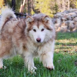 Girl 1 - Alaskan Malamute puppy in Spokane, Washington from Asgard Wooly Malamutes