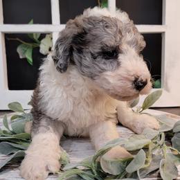 Aussiedoodle and Goldendoodle Puppies from Hunting Creek Kennels