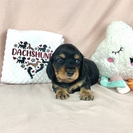 Hansel - Black and cream male Dachshund puppy in Phelan, California from Desert Sunset Dachshunds