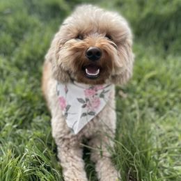 Hope - Goldendoodle