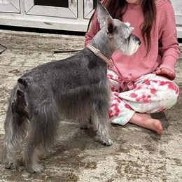 Abbey - Miniature Schnauzer