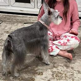 Abbey - Miniature Schnauzer