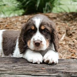 English Springer Spaniel Puppies from Hidden Valley Springers