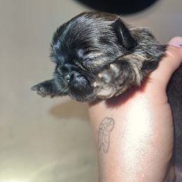 Brown - Brindle and white male Shih Tzu puppy in Azusa, California from RJ Shih Tzu lover