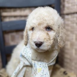 Boy 2 - Goldendoodle puppy from Silver Hill Farm