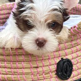Cooper - Chocolate, tan and white male Yorkshire Terrier puppy in Tangipahoa County, Louisiana from Riche’ Louisiana Yorkies