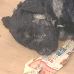 Hansel - Black male Poodle puppy in Paonia, Colorado from Sillydogs Poodles