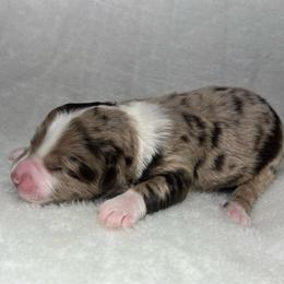 Girl 1 - Red merle female Aussiedoodle puppy in Alabama from SBA Aussies