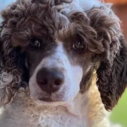 Diesel - Poodle