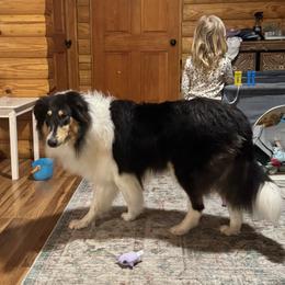 Collie and Yorkshire Terrier All Grown Up from Puppy Dog City
