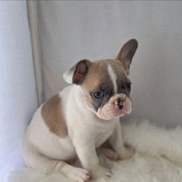 Blue fawn Pied - Blue fawn female French Bulldog puppy in Solway, Minnesota from PcFrenchies