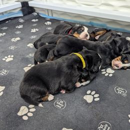 Bernedoodle and Bernese Mountain Dog Puppies from Rafter 58 Bernese Mountains and Bernedoodles