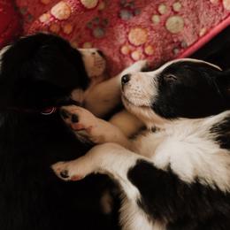 Old Time Scotch Collie Puppies from The Fiddlesticks Farm
