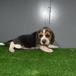 Yellow Collar Female - Beagle puppy from JLB Beagles & MBT