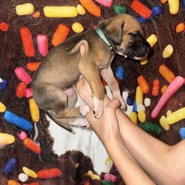 Pamela - Fawn female Great Dane puppy in Orange Grove, Texas from Shadow Veil Dane’s