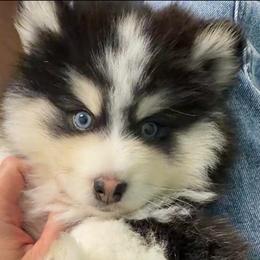 Bobo - Black and white male Pomsky puppy in Mc Minnville, Oregon from West Coast Pomskies