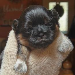Marmalade - Black and tan female Shih Tzu puppy in Nekoosa, Wisconsin from Brox Acres House of Fur LLC