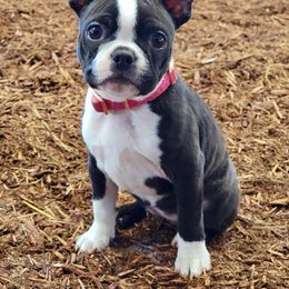 Boston Terrier All Grown Up from Joey Muller