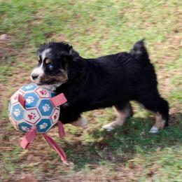 Willow - Black tri female Miniature Australian Shepherd puppy in Fort Smith, Arkansas from Rye Hill Aussies