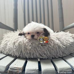 Prince - Sable and white male Shih Tzu puppy in Walkertown, North Carolina from Lil’ Bit’s Shih Tzu