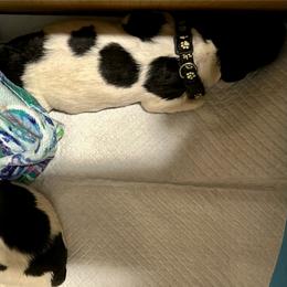 Mr. Polka Dot - White and black male Newfoundland puppy in Marysville, Washington from Black Lions Newfoundlands