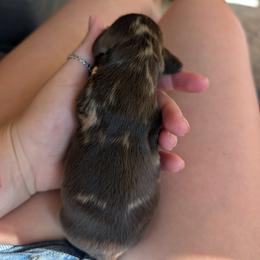 Chocolate Dapple Boy 2 - Dapple male Dachshund puppy in Ormond Beach, Florida from Manpaw Puppies