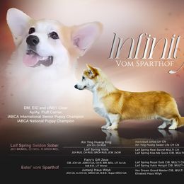 Fini - Pembroke Welsh Corgi