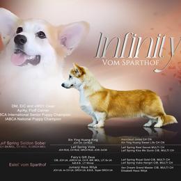Fini - Pembroke Welsh Corgi