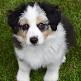 Australian Shepherd and Miniature American Shepherd Puppies from Bright Heart Aussies & Miniature American Shepherds